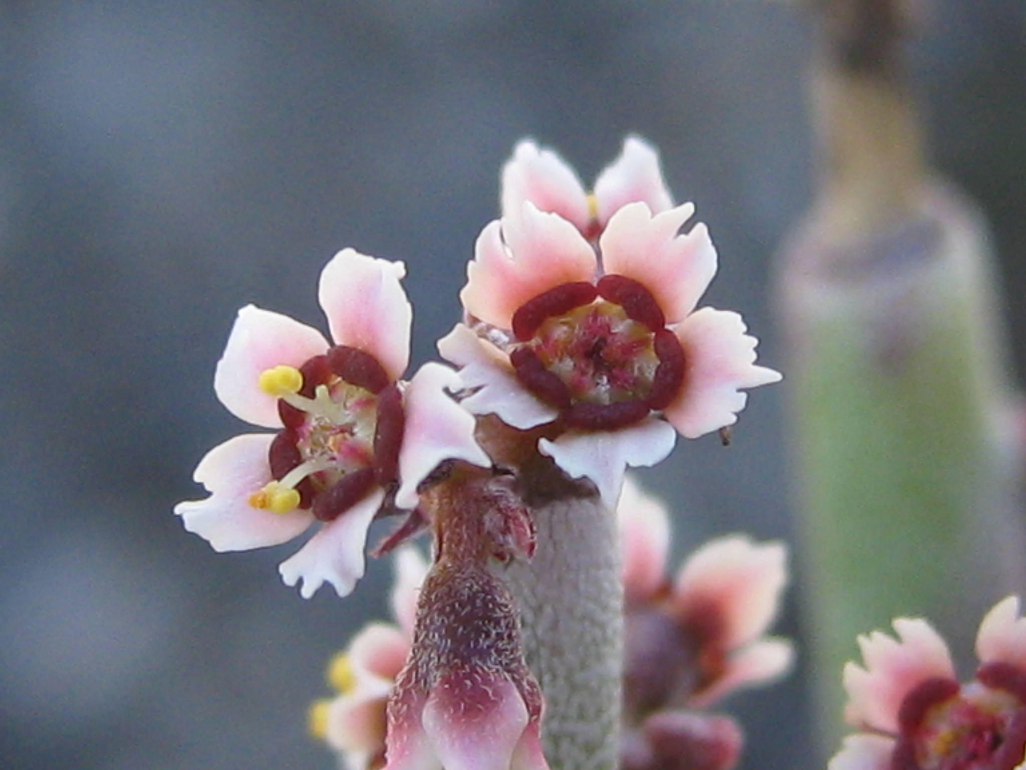 Euphorbia antisyphilitica